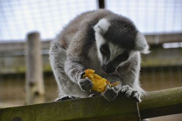 Ring Tailed Lemur (Lemur catta) eating mango