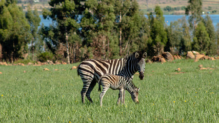 Obraz premium mother and baby Zebra in a field