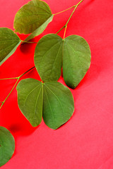 Indian Festival Dussehra, showing golden leaf on red background. Greeting card.
