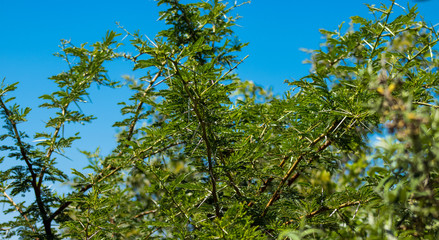 Obraz premium green leaves and blue sky
