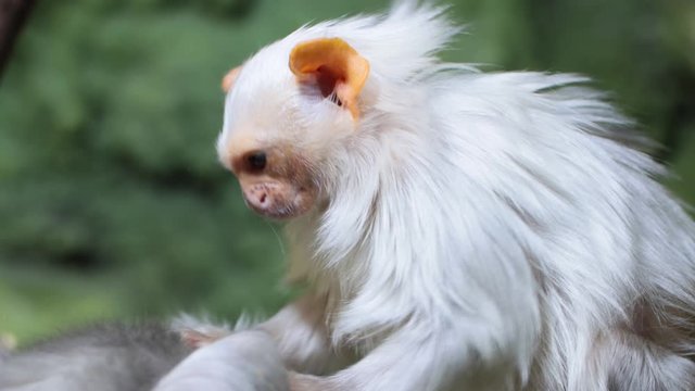 Silver marmoset Mico argentatus sits on a stick and looks for insects from its relative. The curious marmoset looks around.