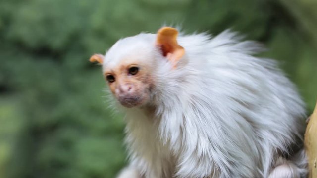 Silver marmoset Mico argentatus sits on a stick and itches. The curious marmoset looks around.