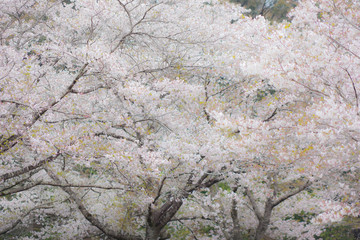 都城観音池公園の桜