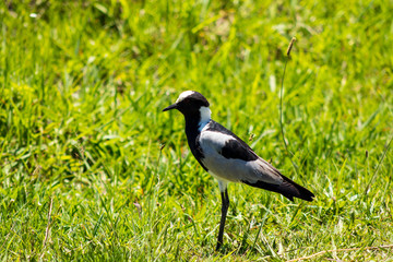 black and white bird