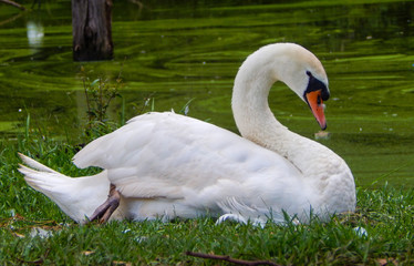 White swan resting next to a pond
