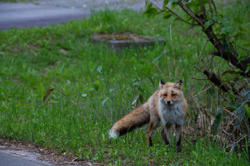 北海道の野生のキツネ　キタキツネ