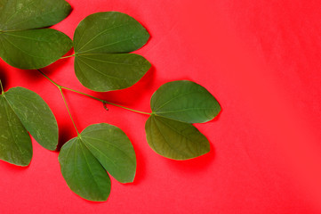 Indian Festival Dussehra, showing golden leaf on red background. Greeting card.