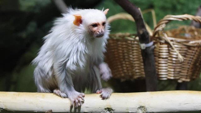Silver marmoset Mico argentatus sits on a stick and scratches its hind paw. Marmoset is looking for insects from its relative.