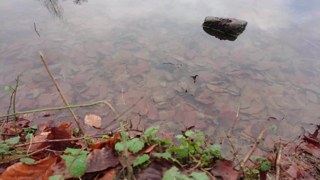 Brown colored fallen dead leaves at the bottom of pond water