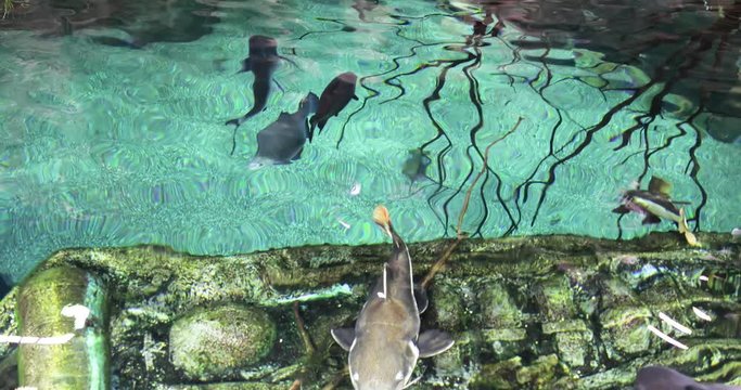 Black-and-white shark and common catfish swim in the pool.
