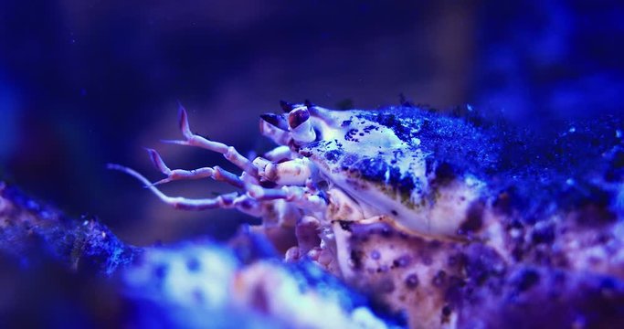 Kamchatka crab close-up. Paralithodes camtschaticus moves antennas. Underwater shooting.