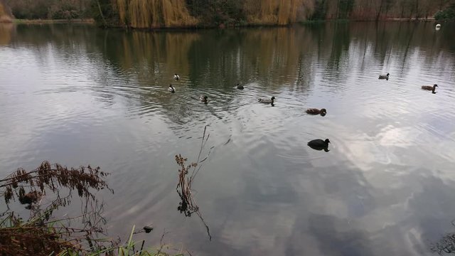 Flock of ducks swimming in the water