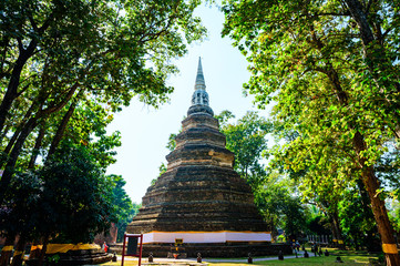 Archaeological site with teak tree in Chedi Luang temple