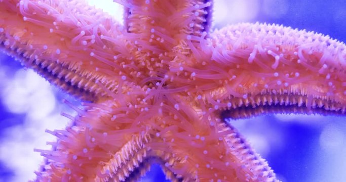 Amur starfish on the glass of the aquarium. Asterias amurensis moves the ambulacral legs.