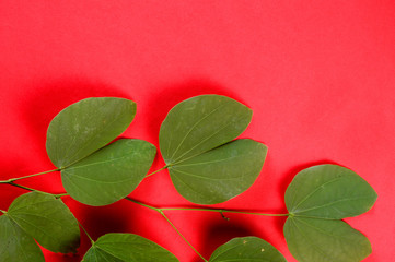 Indian Festival Dussehra, showing golden leaf on red background. Greeting card.