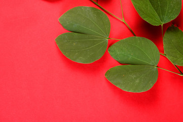 Indian Festival Dussehra, showing golden leaf on red background. Greeting card.