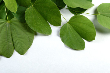 Indian Festival Dussehra, showing golden leaf on grey background. Greeting card.