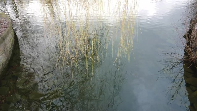 Yellow reeds swinging on the pond