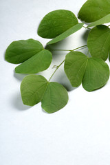 Indian Festival Dussehra, showing golden leaf on grey background. Greeting card.
