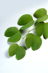 Indian Festival Dussehra, showing golden leaf on grey background. Greeting card.