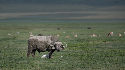 Obraz premium Cape Buffalo in the Ngorongoro Crater