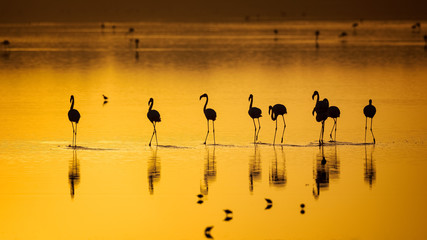 Flamingos at Sunrise