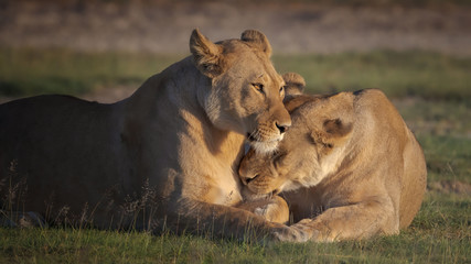 Obraz premium Tender moment between lionesses