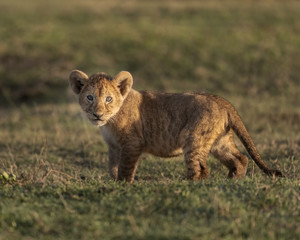 Lion cub