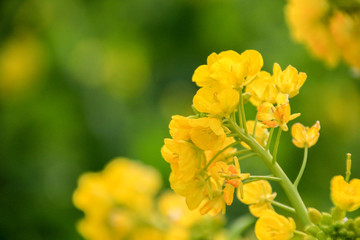 菜の花