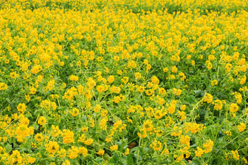 Obraz premium 菜の花