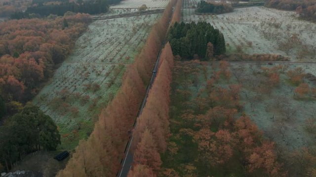 Tilt up revealing wintry scene of Meta sequoia Namiki road with frost, Japan