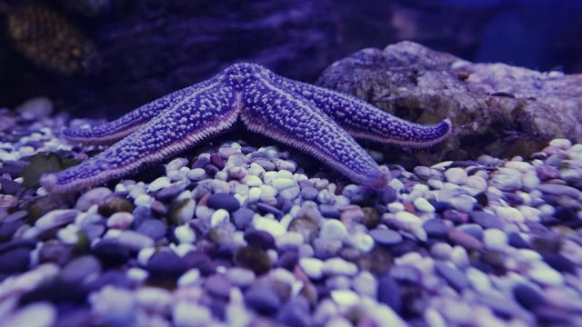 Amur starfish moves along the bottom. Asterias amurensis moves the ambulacral legs.