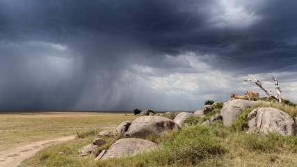 As the Rain Comes In Over the Serengeti