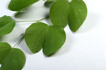 Indian Festival Dussehra, showing golden leaf on grey background. Greeting card.