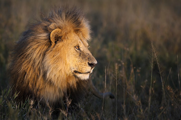 The king in early morning light