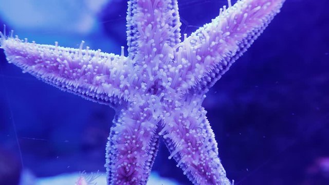 Amur starfish on the glass of the aquarium. Asterias amurensis moves the ambulacral legs.