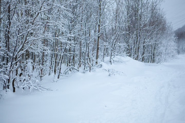 Blurred defocused snowy winter forest background