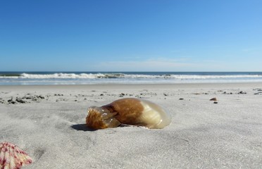 Fototapeta na wymiar Jellyfish on the ocean shore