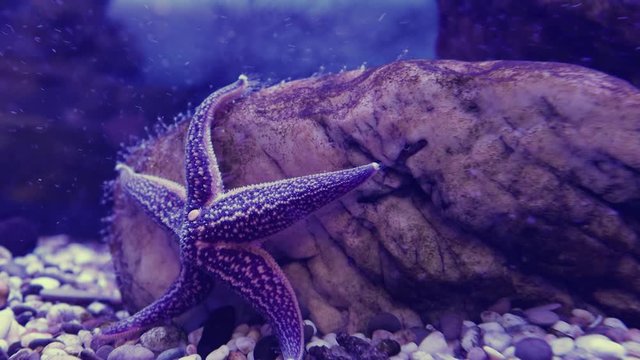 Amur starfish climbing a stone. Asterias amurensis moves the ambulacral legs.