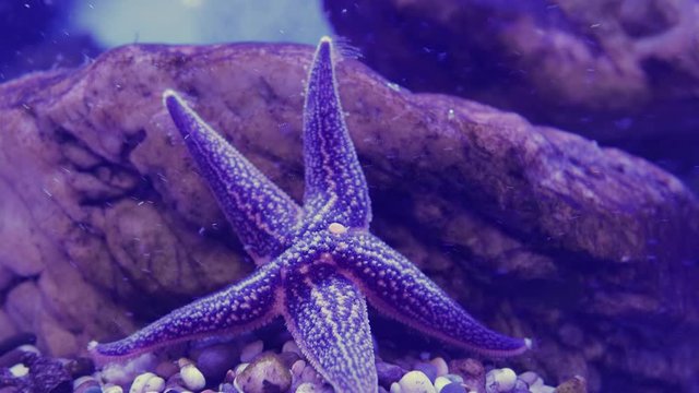 Amur starfish climbing a stone. Asterias amurensis moves the ambulacral legs.