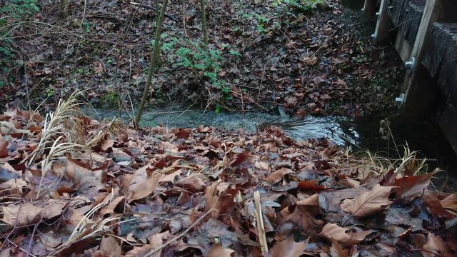 Creek flowing through dead leaves in forest