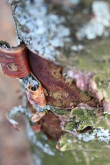 Close Tree