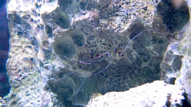 Shrimp Stenopus hispidus sits on a stone