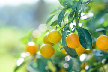 Ripe orange fruit hanging on tree branch in organic garden