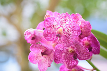 Beautiful pink vanda orchids blossom in flower garden
