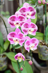 Beautiful pink Phalaenopsis orchids blossom in flower garden