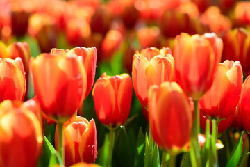Beautiful tulip flower blossom in flower garden