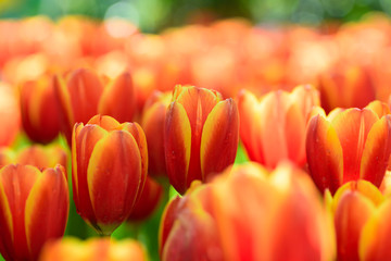 Beautiful tulip flower blossom in flower garden