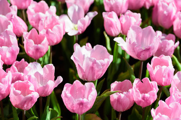 Beautiful pink tulip flower blossom in flower garden