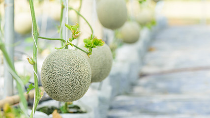 Melon fruit plant growing in greenhouse farm, Thailand